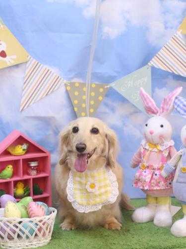 20240308きなこちゃん